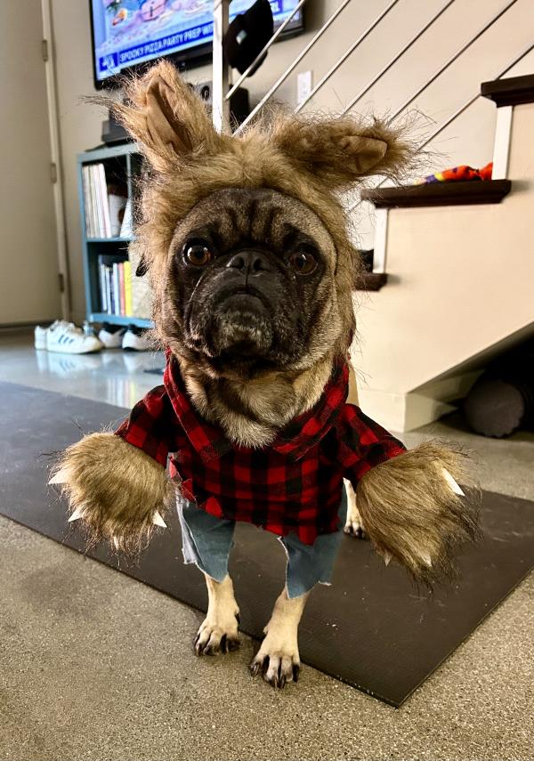 /Images/uploads/PUG NATION RESCUE OF LOS ANGELES/pugnation/entries/33617thumb.jpg